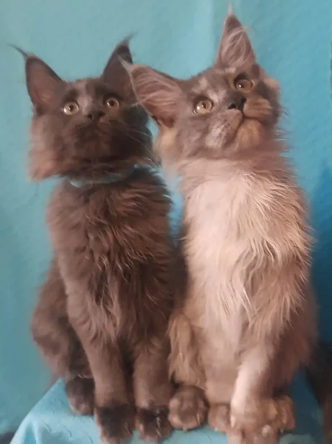 Котята породы Мейн кун из питомника в Набережных Челнах - Животные в Набережные Челны