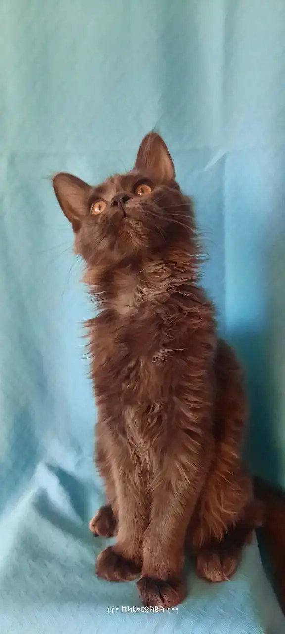 Котята породы Мейн кун из питомника в Набережных Челнах - Кошки (Животные) в Набережные Челны