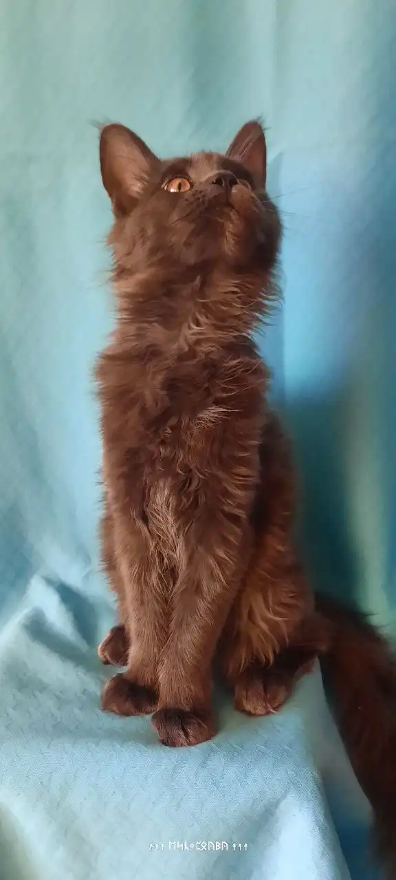 Котята породы Мейн кун из питомника в Набережных Челнах - Кошки (Животные) в Набережные Челны