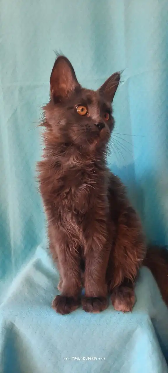 Котята породы Мейн кун из питомника в Набережных Челнах - Кошки (Животные) в Набережные Челны