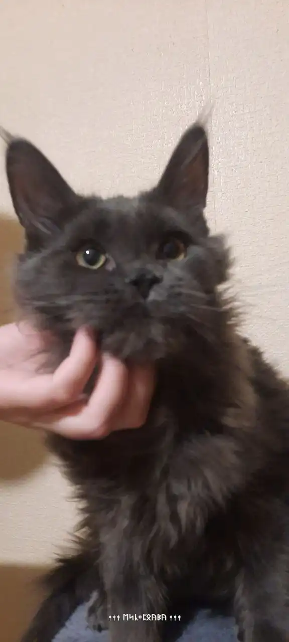 Котята породы Мейн кун из питомника в Набережных Челнах - Кошки (Животные) в Набережные Челны