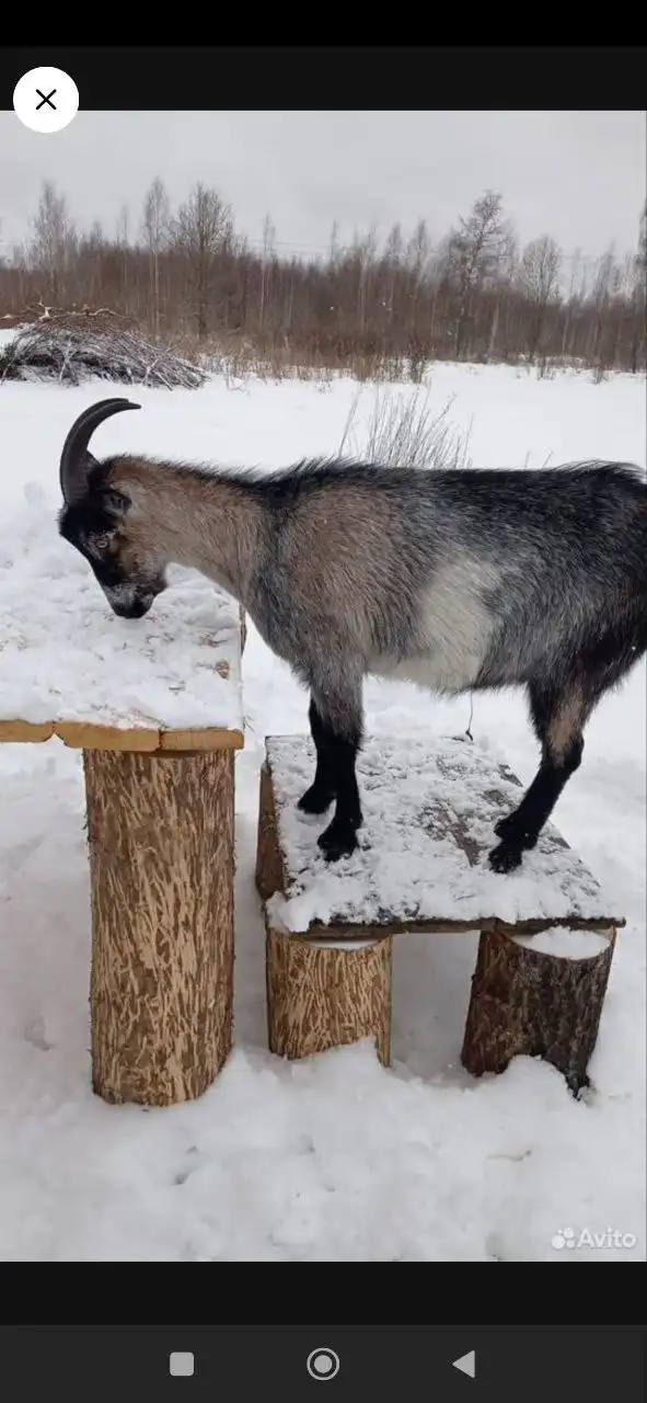 Продам козу