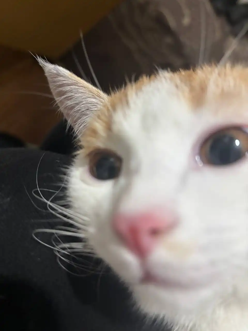 Куплю шайбу снюса с доставкой - Барахолка в Магнитогорск