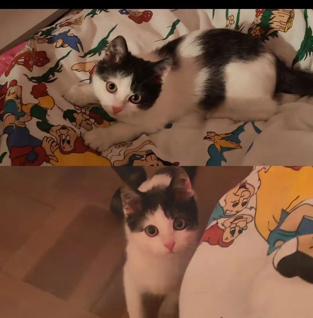 Котенок в добрые руки - Животные в Балашиха