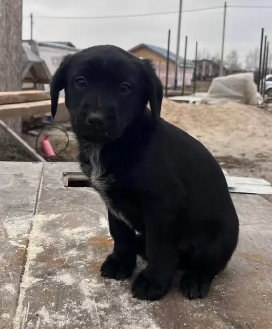 Щенки спаниеля - Животные в Балашиха