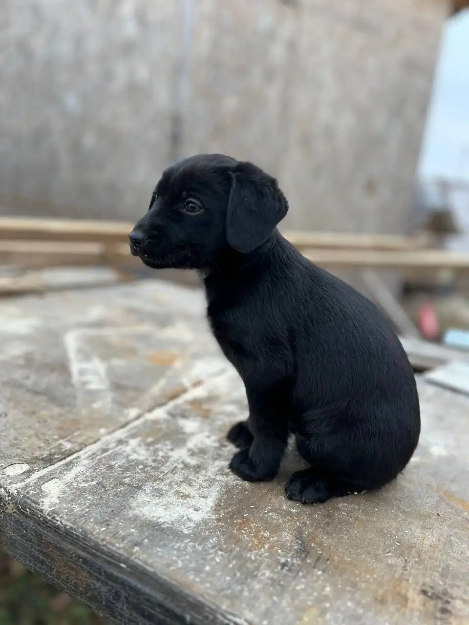 Щенки спаниеля