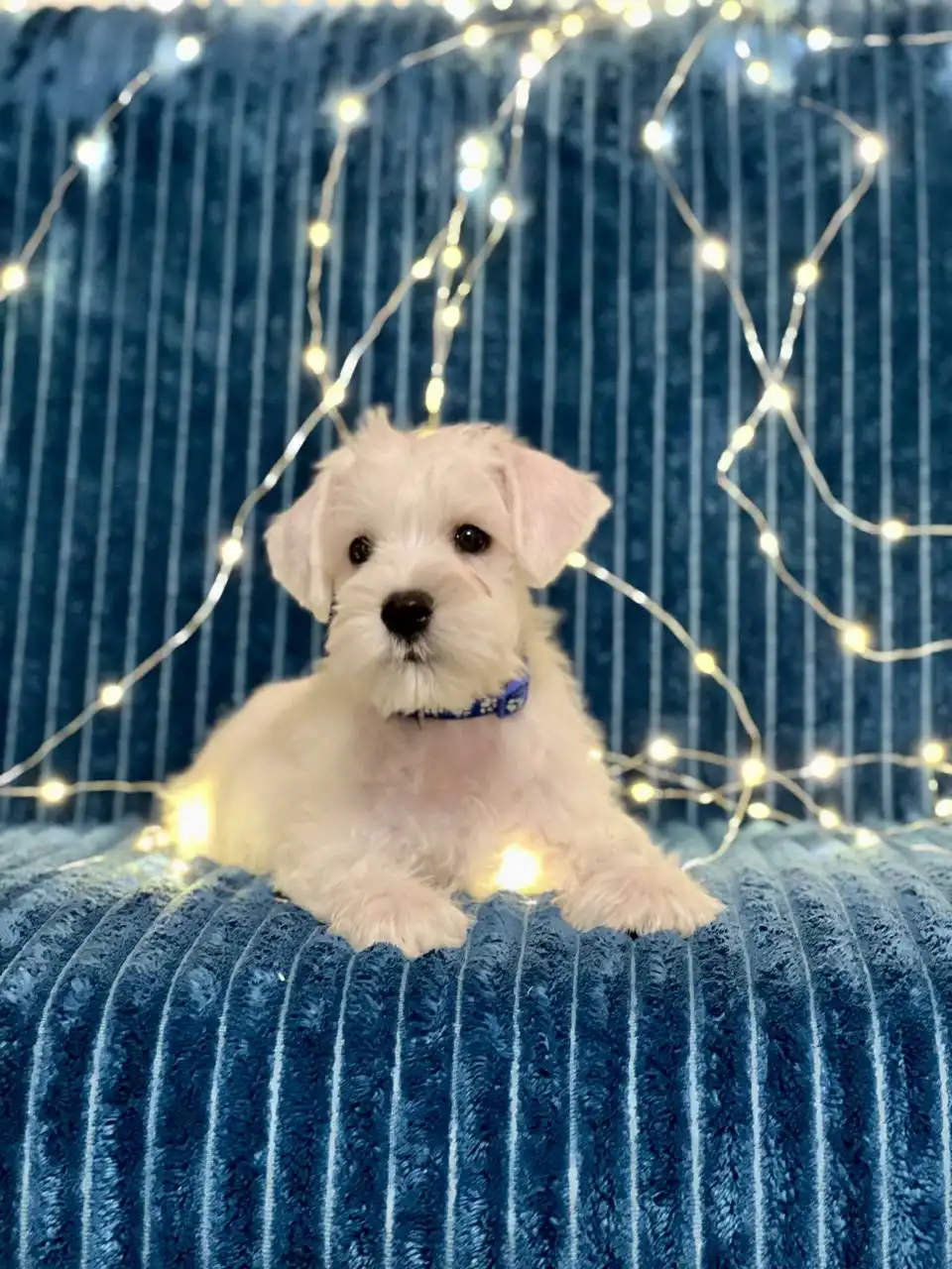 Щенки белого цвергшнауцера