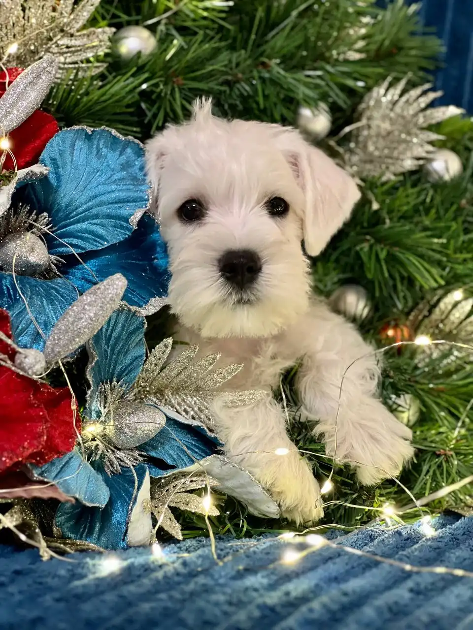 Щенки белого цвергшнауцера