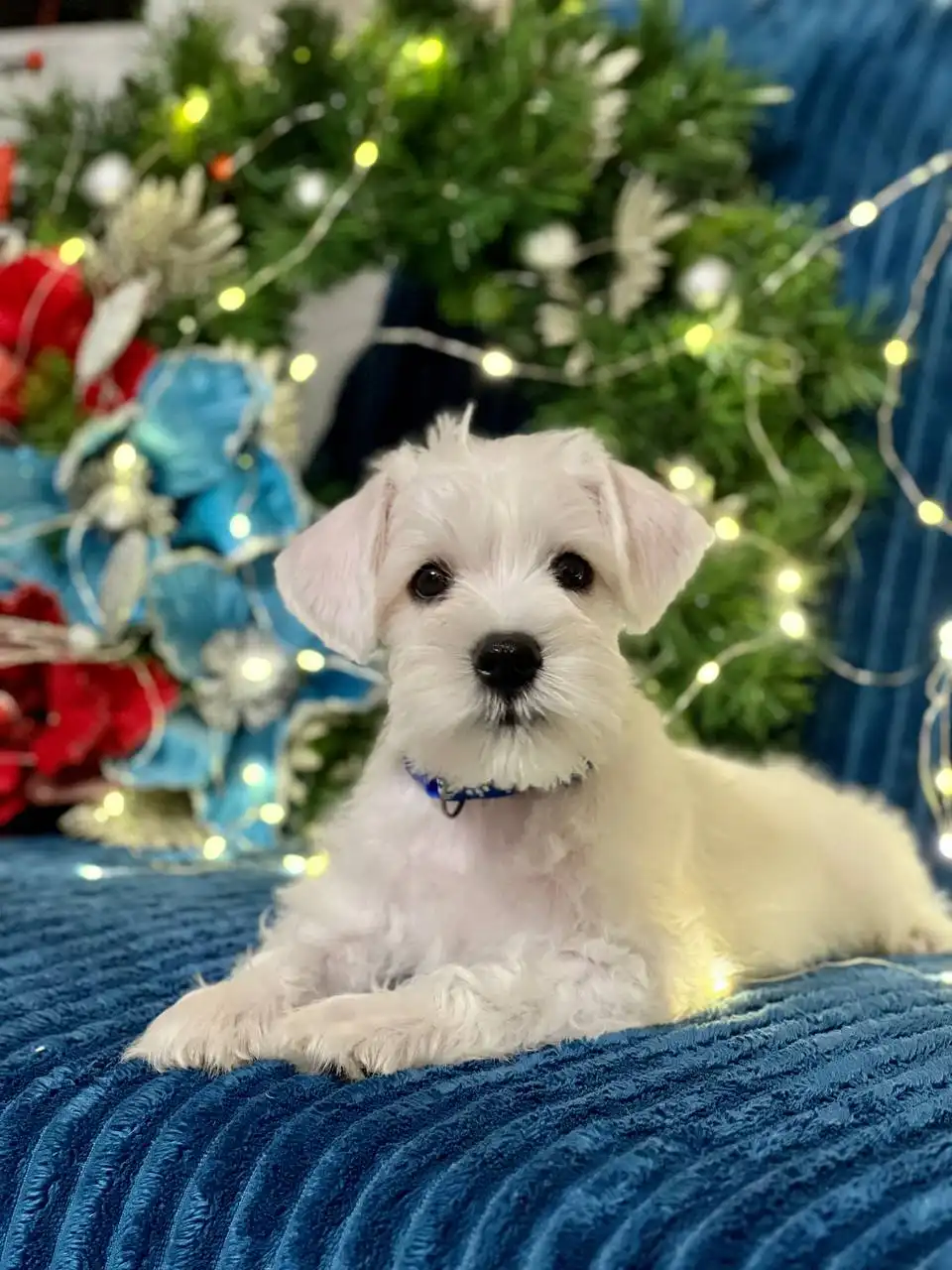 Щенки белого цвергшнауцера