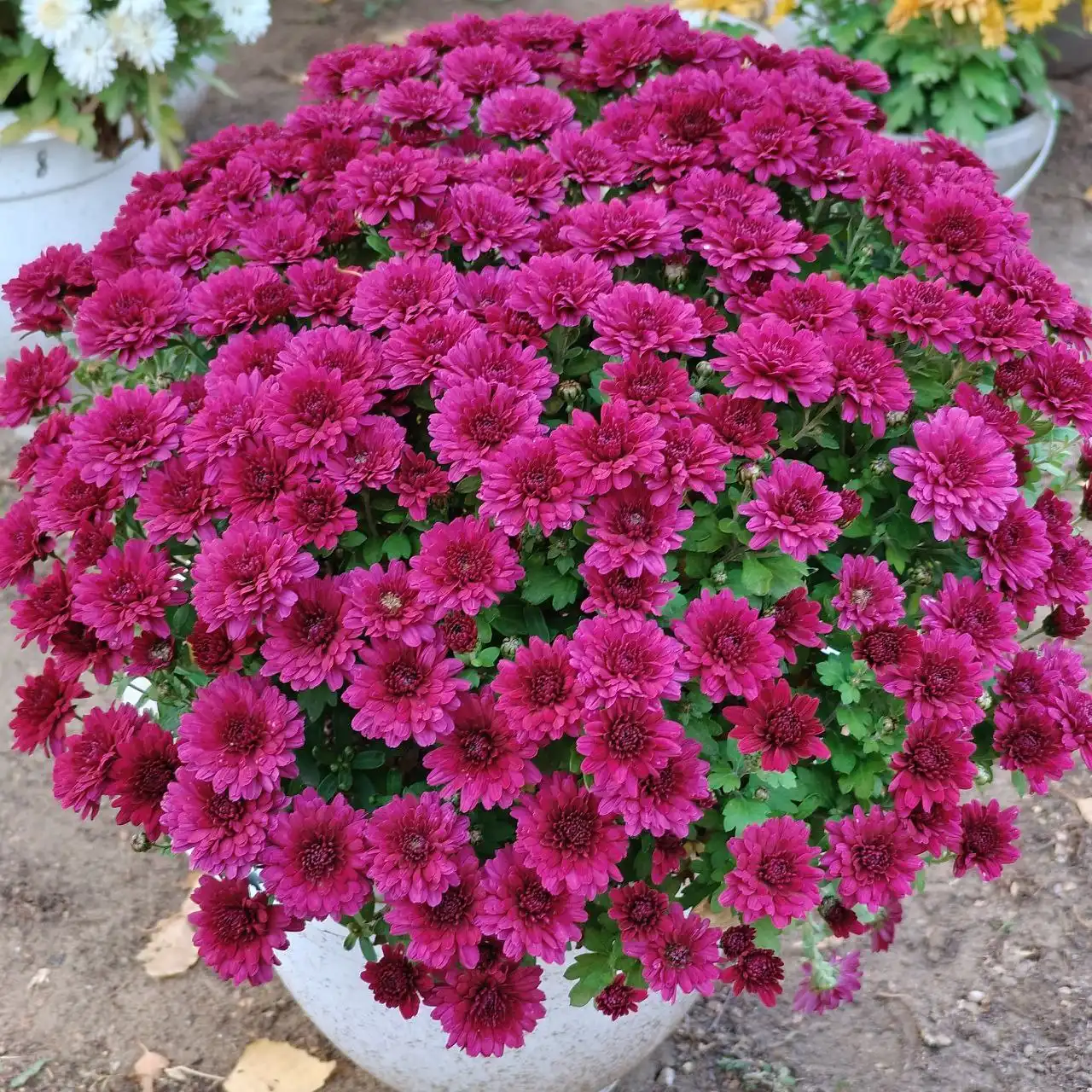 Хризантемы на весну 2026