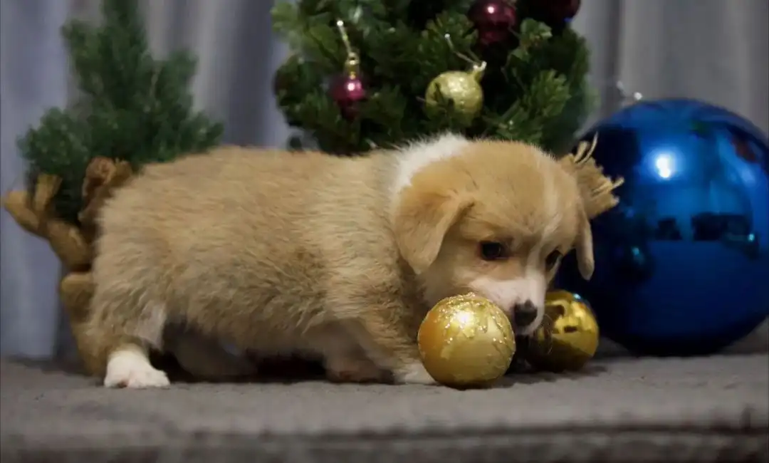 Продам щенка Вельш Корги Пемброк мальчика