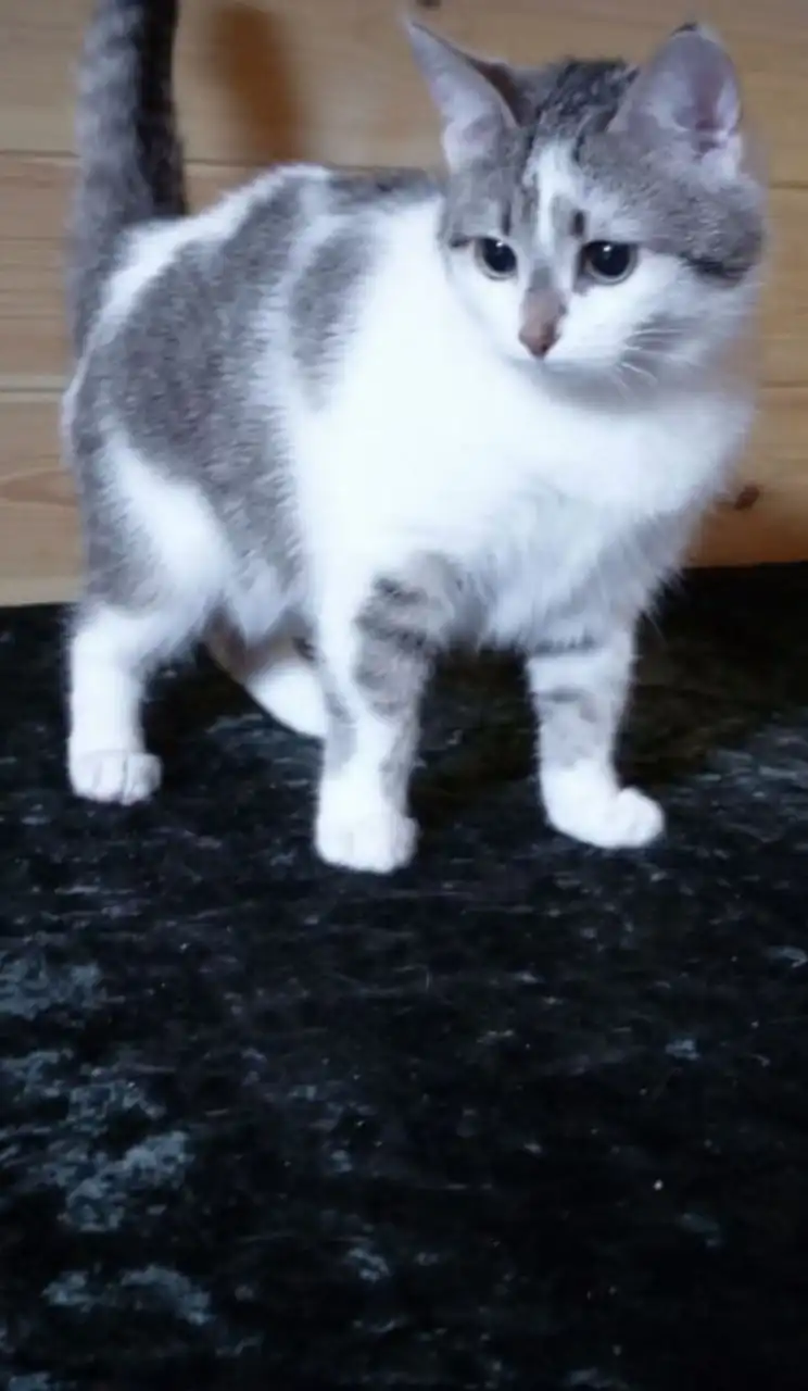 Кошка Няша ищет дом