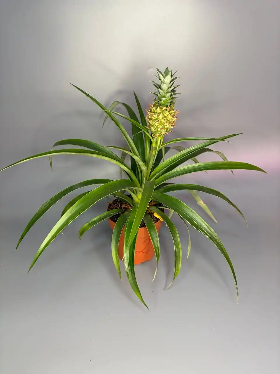 Ананас в горшке