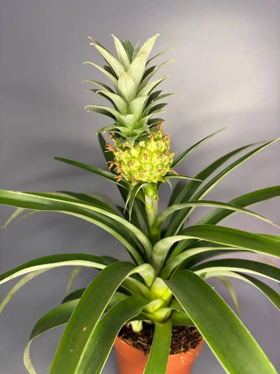 Ананас в горшке