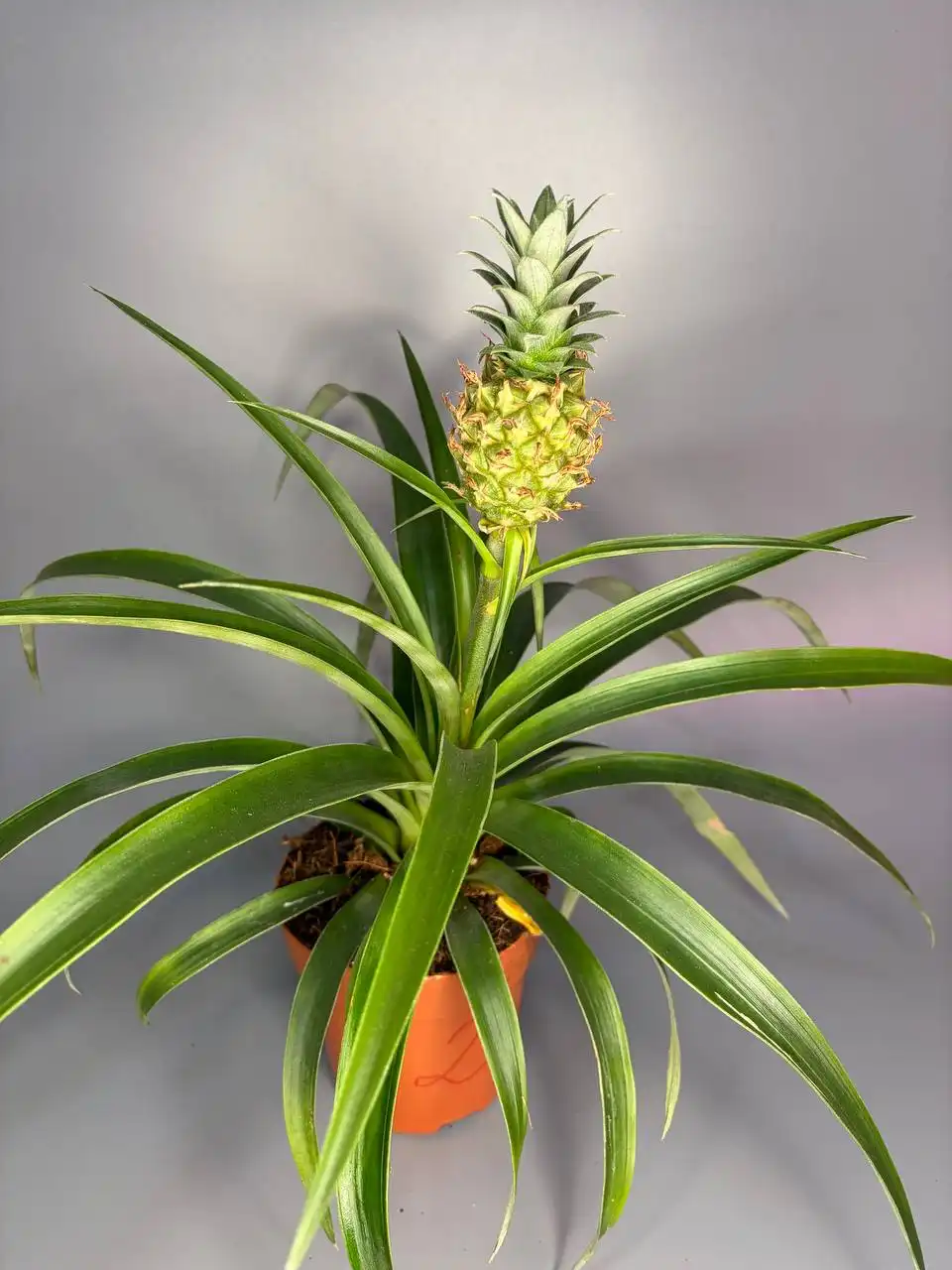 Ананас в горшке