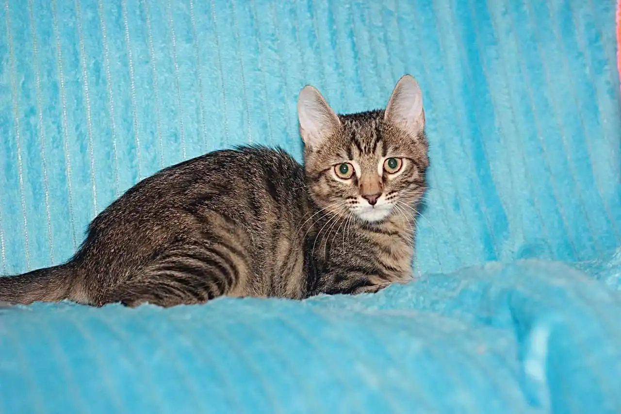 Котенок Оскар в добрые руки