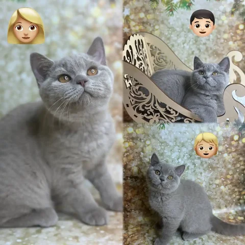 Британские котята от титулованных родителей - Животные в Балашиха