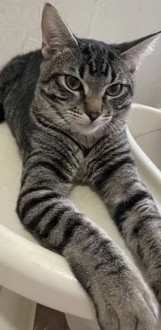 Кот в добрые руки - Животные в Балашиха