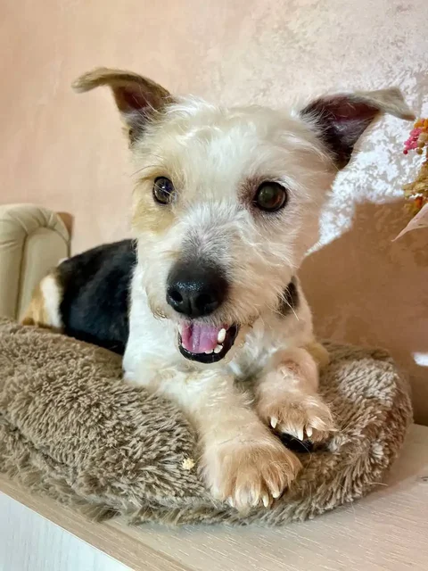 Мальчик 1 год, метис бивер-йоркширского терьера - Товары для животных в Балашиха