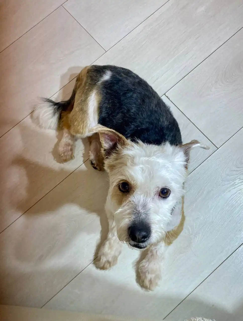 Мальчик 1 год, метис бивер-йоркширского терьера - Собаки (Животные) в Балашиха