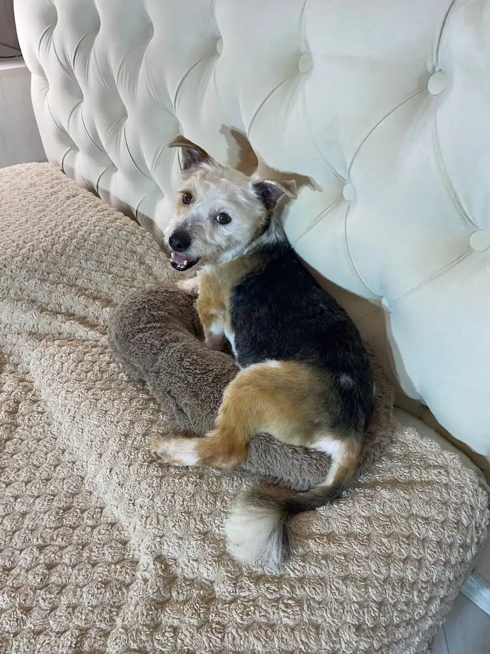 Мальчик 1 год, метис бивер-йоркширского терьера - Собаки (Животные) в Балашиха