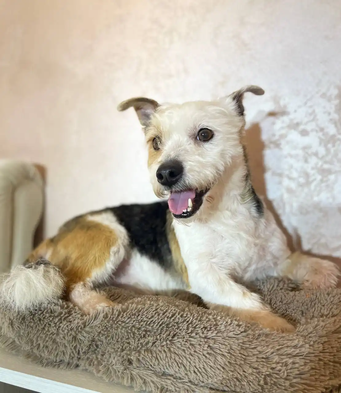 Мальчик 1 год, метис бивер-йоркширского терьера - Собаки (Животные) в Балашиха