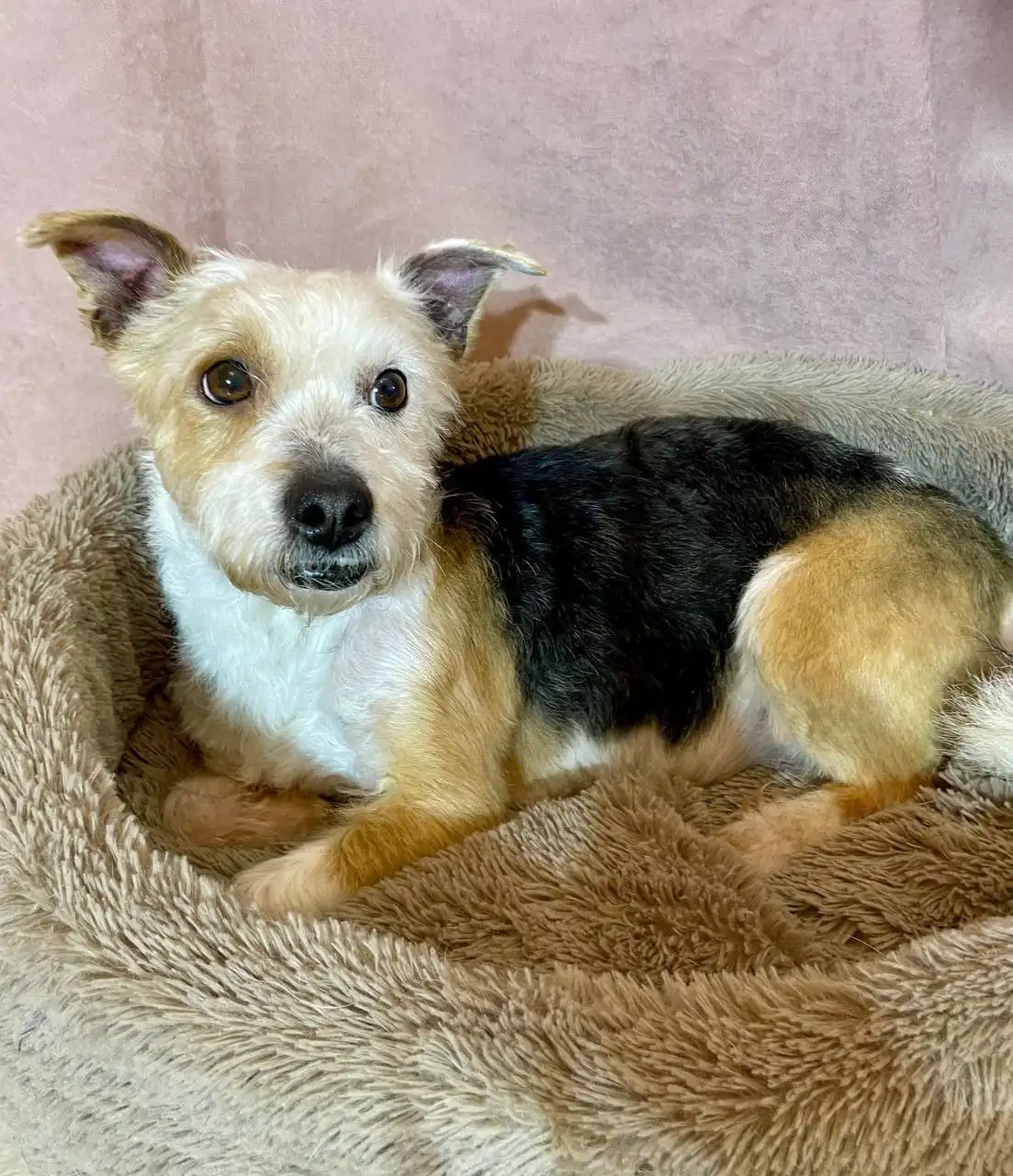 Мальчик 1 год, метис бивер-йоркширского терьера - Собаки (Животные) в Балашиха