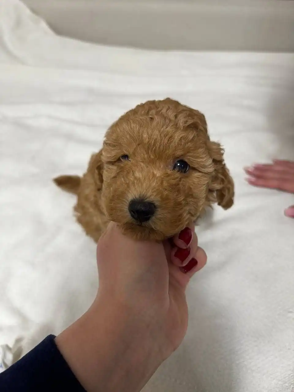 Мальтипу щенок для семьи - Собаки (Животные) в Балашиха