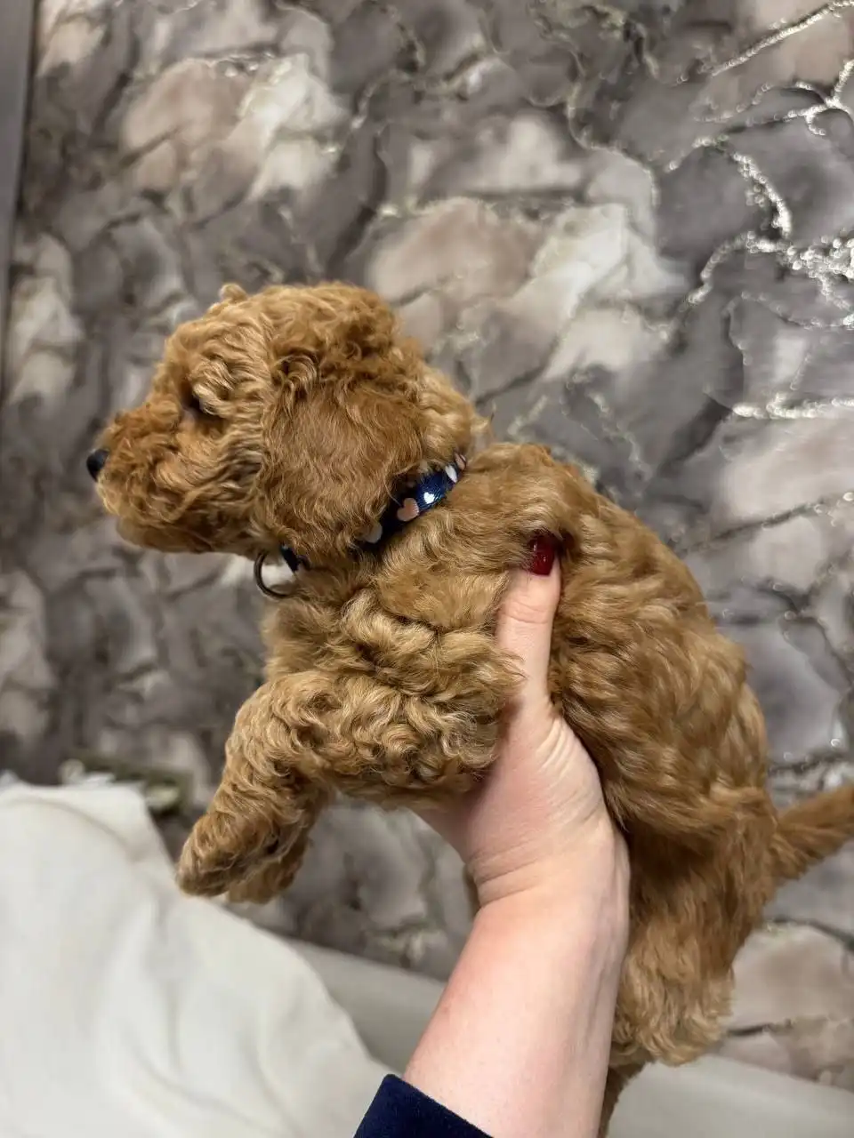 Мальтипу щенок для семьи - Собаки (Животные) в Балашиха