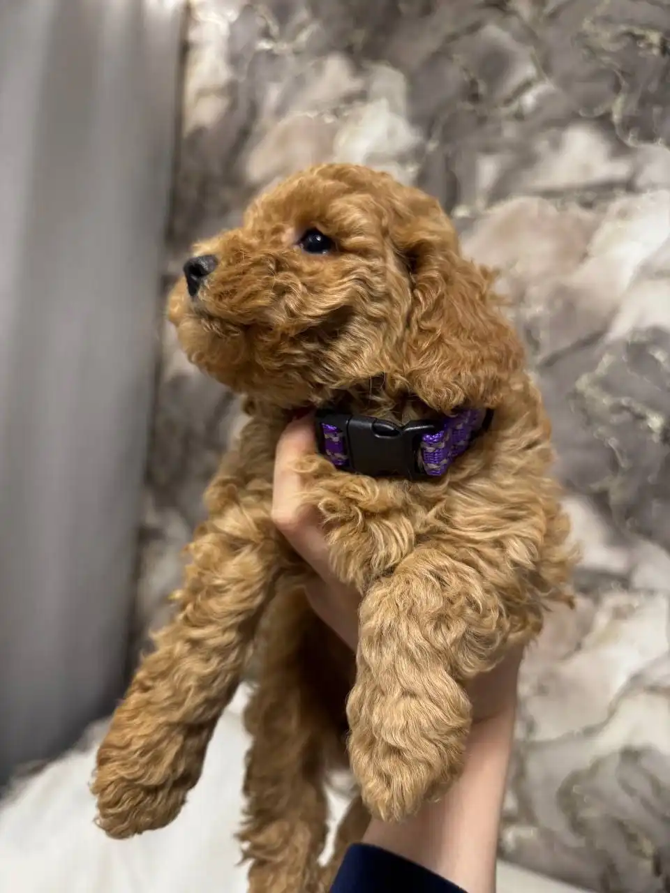 Мальтипу щенок для семьи - Собаки (Животные) в Балашиха