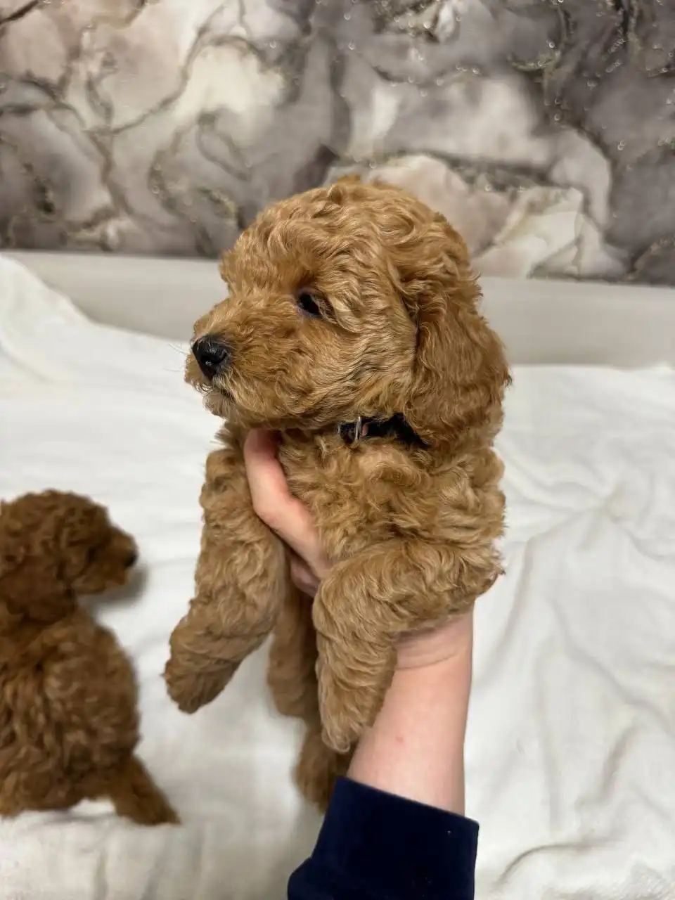 Мальтипу щенок для семьи - Собаки (Животные) в Балашиха