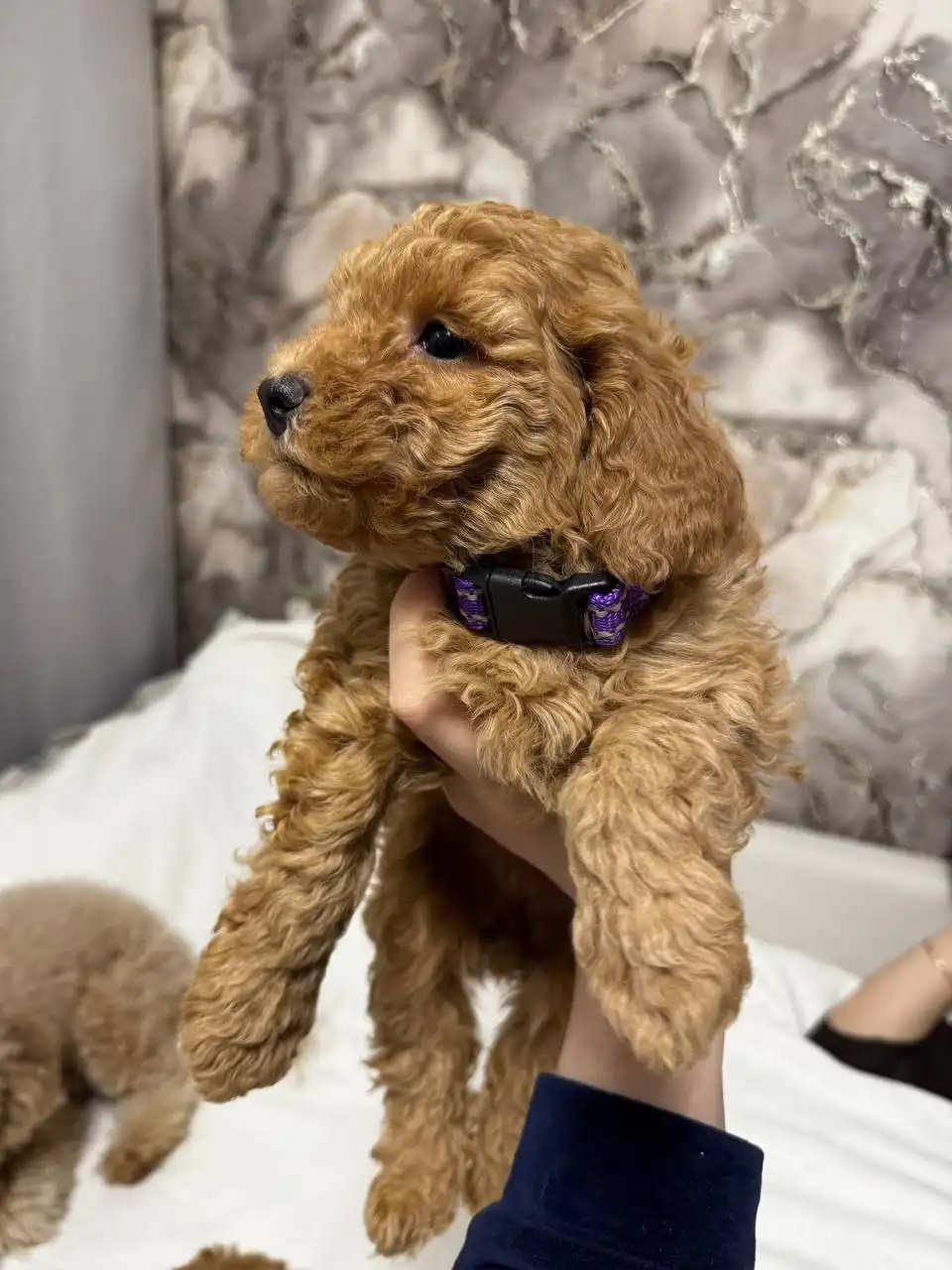 Мальтипу щенок для семьи - Собаки (Животные) в Балашиха