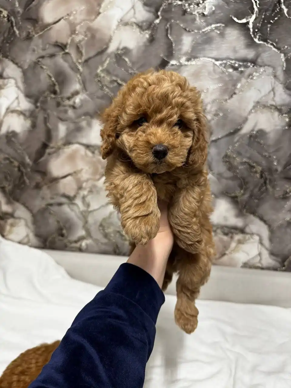 Мальтипу щенок для семьи - Собаки (Животные) в Балашиха