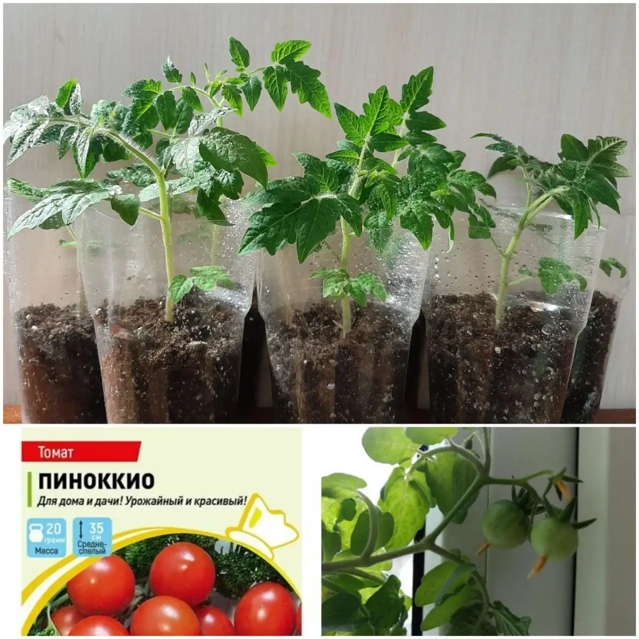 Рассада балконных помидор черри ПИНОККИО - Садоводство (Хобби и отдых) в Балашиха