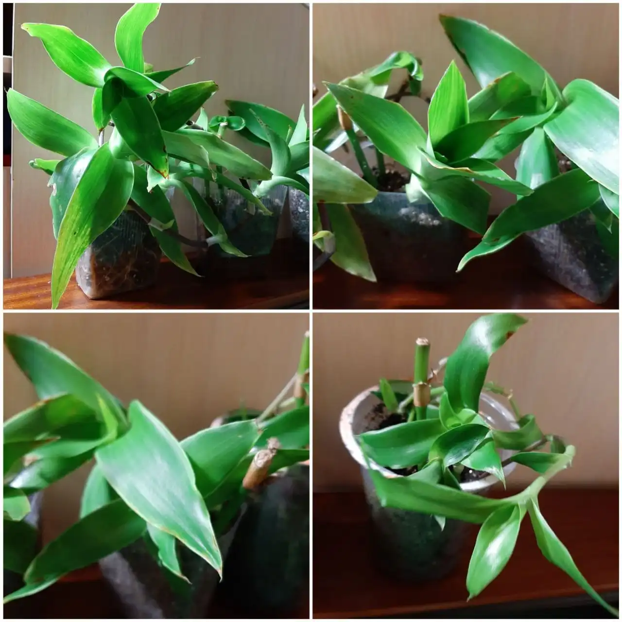 Продажа Золотого уса с лечебными свойствами - Растения (Барахолка) в Балашиха