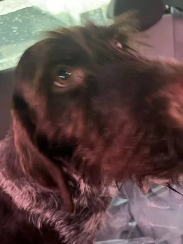 Потерянная собака породы дратхаар в Никольском - частное объявление в Балашиха