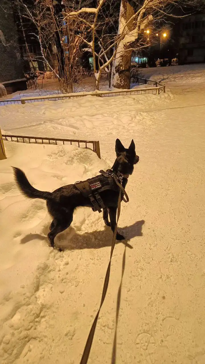 Метис овчарки по кличке Гетта - Собаки (Животные) в Балашиха