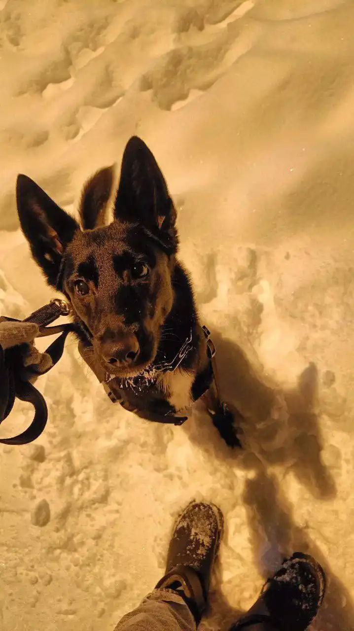 Метис овчарки по кличке Гетта - Собаки (Животные) в Балашиха