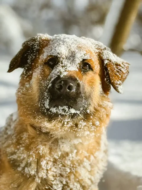 Йола - очаровательная собака ищет заботливых хозяев - частное объявление в Старая Купавна
