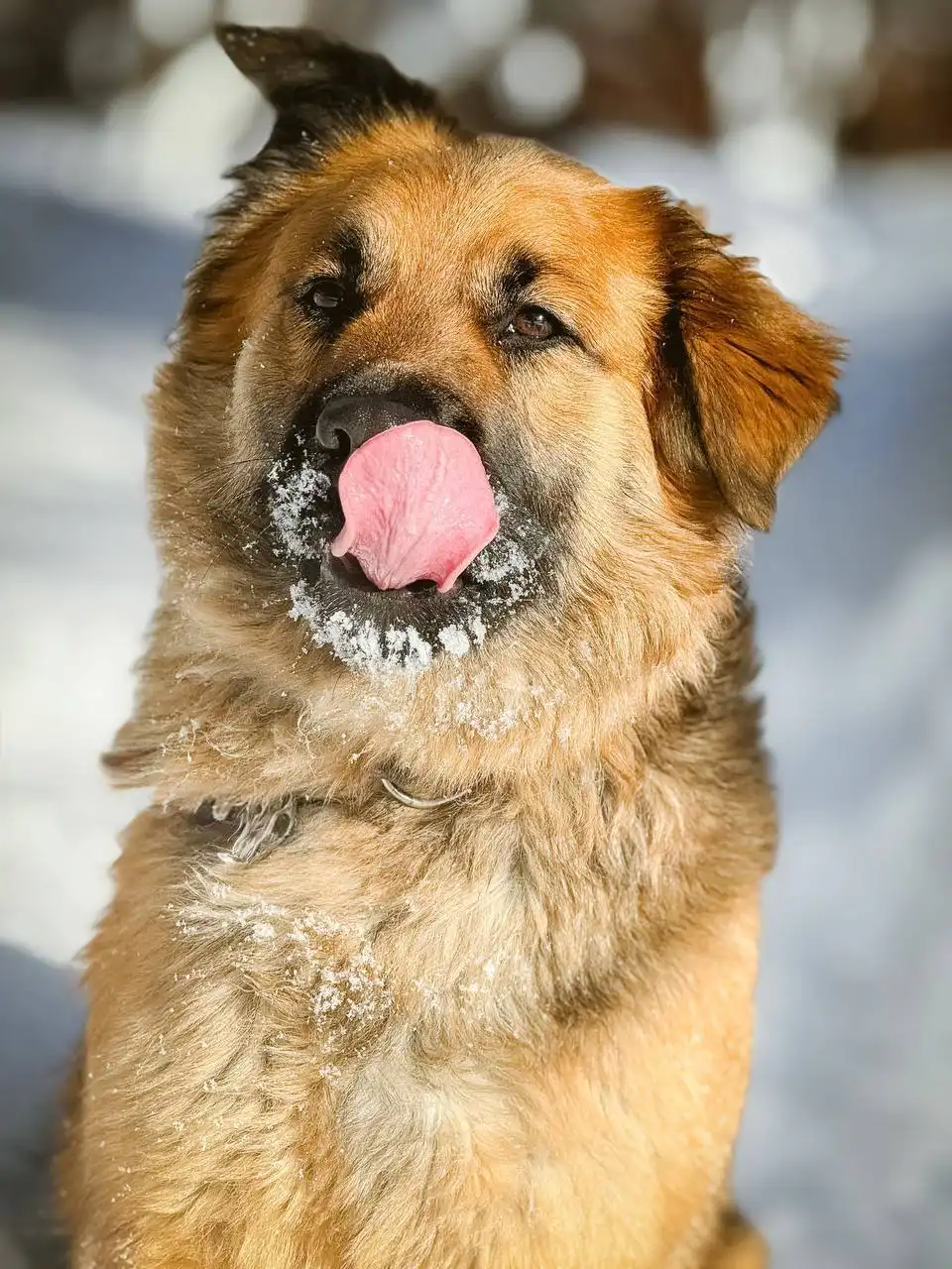 Йола - очаровательная собака ищет заботливых хозяев - Собаки (Животные) в Старая Купавна