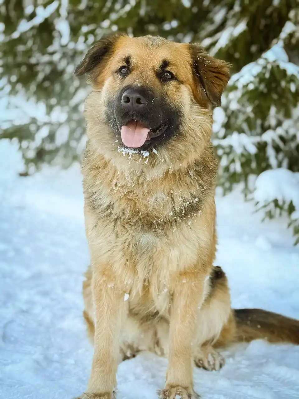Йола - очаровательная собака ищет заботливых хозяев - Собаки (Животные) в Старая Купавна