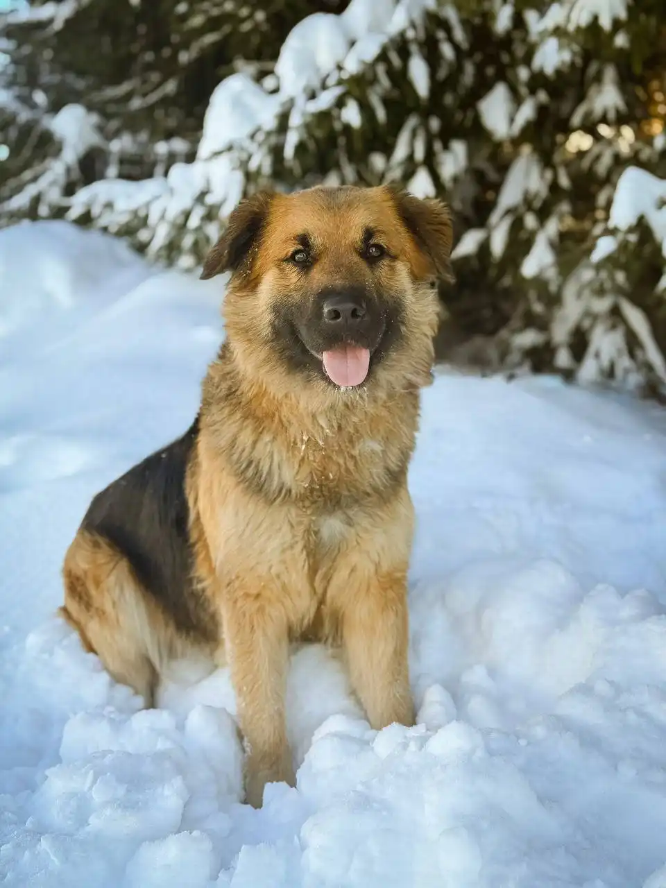 Йола - очаровательная собака ищет заботливых хозяев - Собаки (Животные) в Старая Купавна