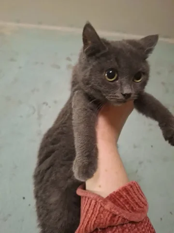 Котенок полубританка 4 месяца - Животные в Балашиха