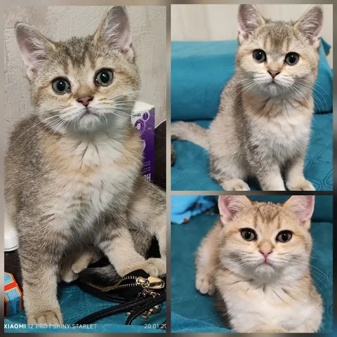 Продажа шотландских котят в золотом окрасе - Корма и добавки в Москва