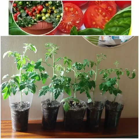 Рассада помидор черри "ПИНОККИО" для балкона и подоконника - Барахолка в Балашиха