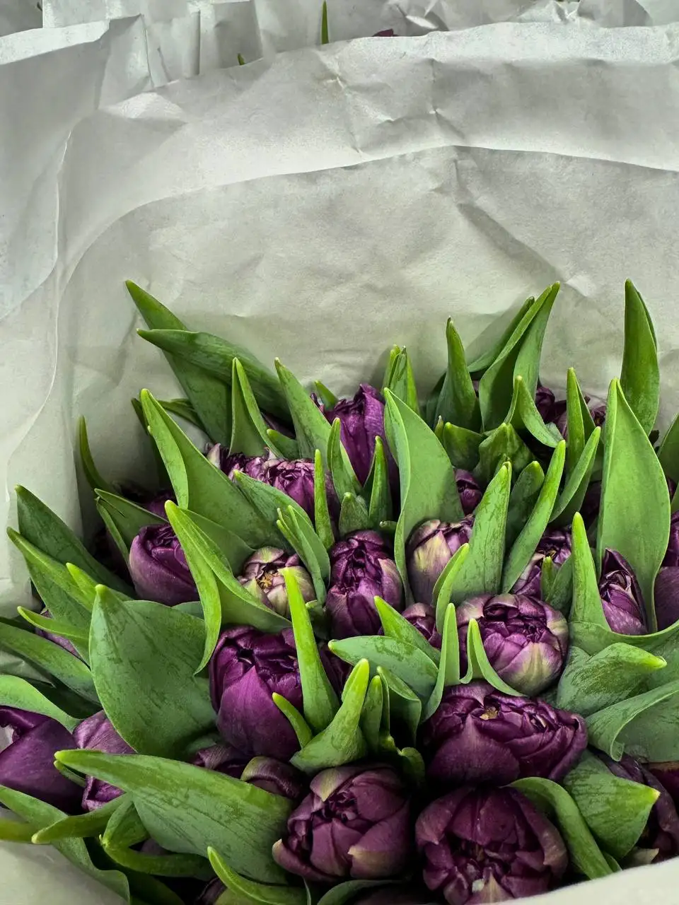 Продажа тюльпанов к 8 марта - Цветы (Хобби и отдых) в Балашиха