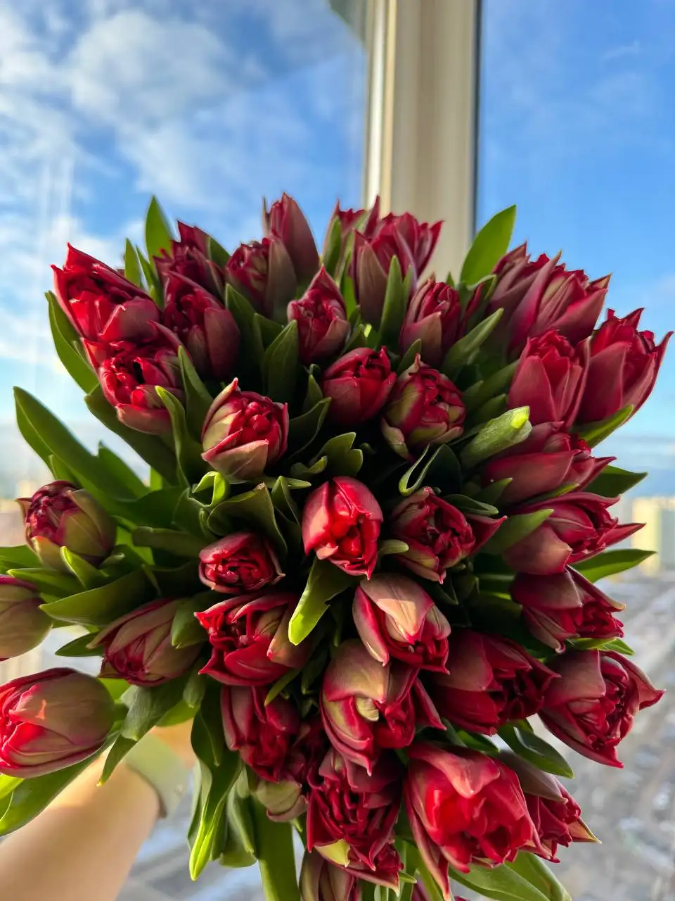 Продажа тюльпанов к 8 марта - Цветы (Хобби и отдых) в Балашиха