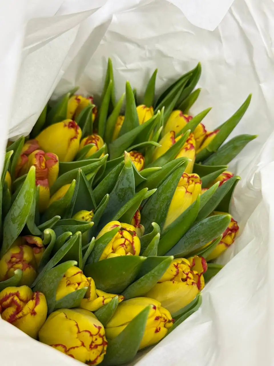 Продажа тюльпанов к 8 марта - Цветы (Хобби и отдых) в Балашиха