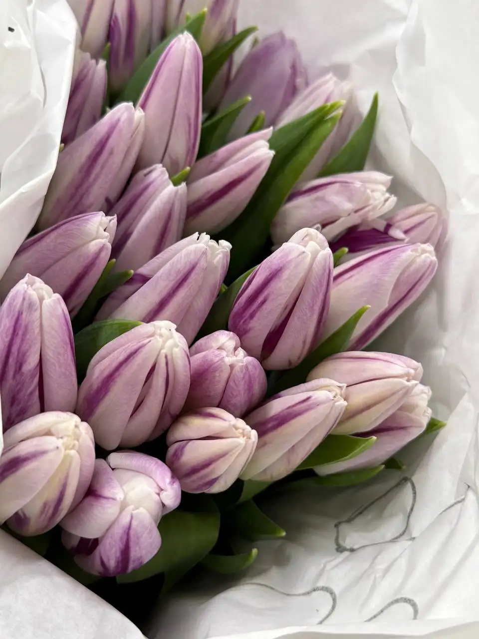 Продажа тюльпанов к 8 марта - Цветы (Хобби и отдых) в Балашиха