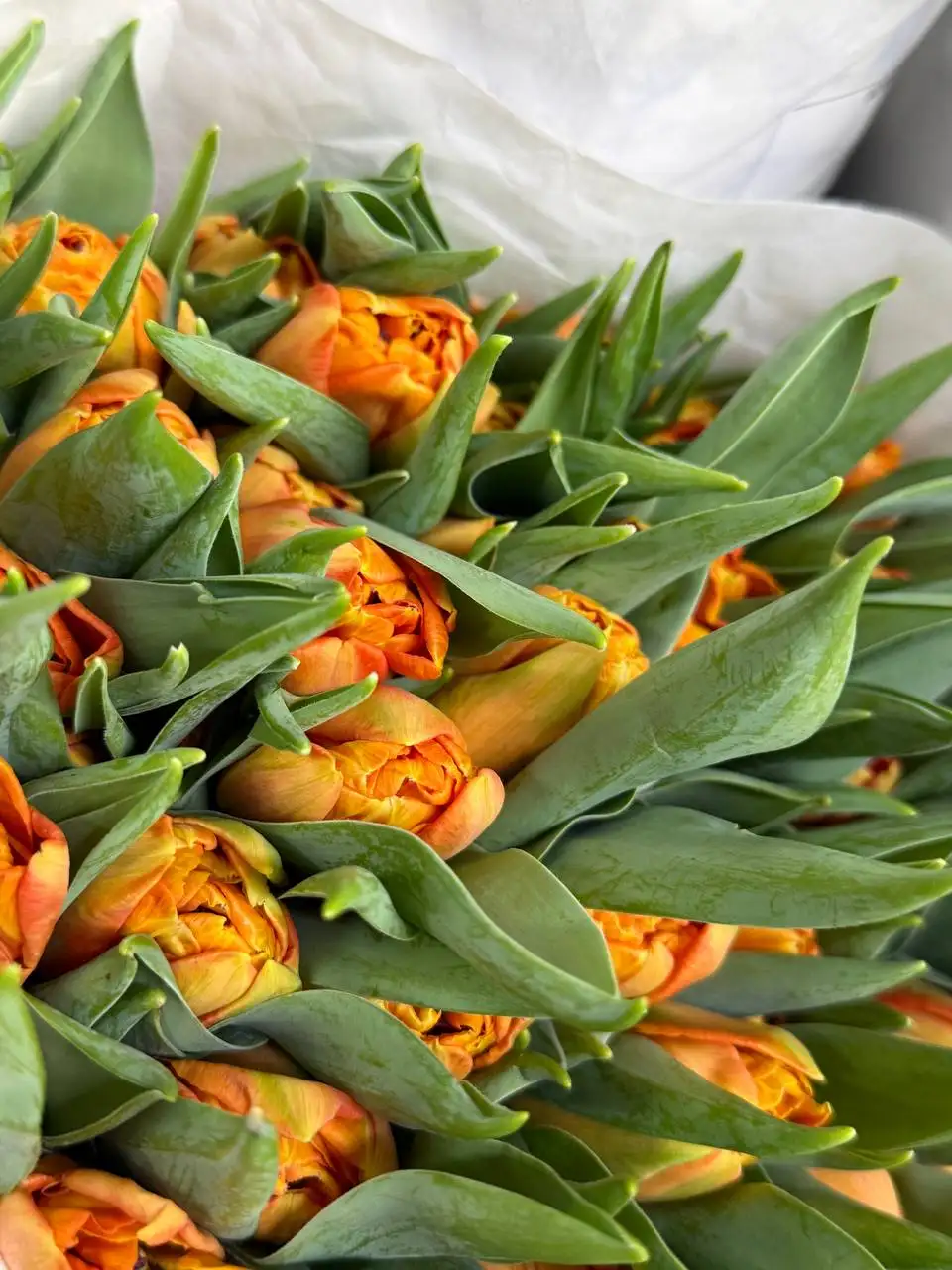 Продажа тюльпанов к 8 марта - Цветы (Хобби и отдых) в Балашиха